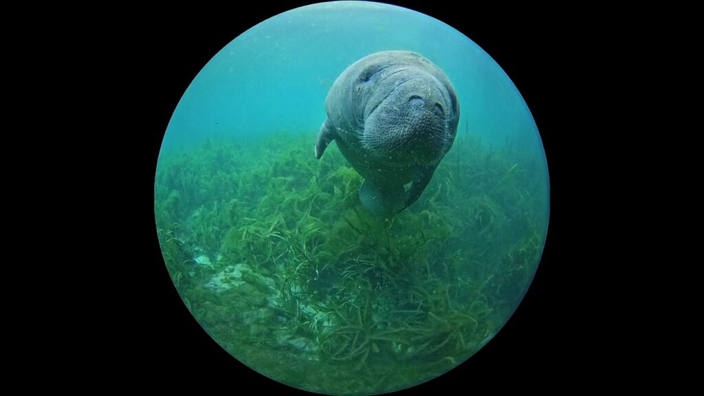 Florida’s manatees need more than promises