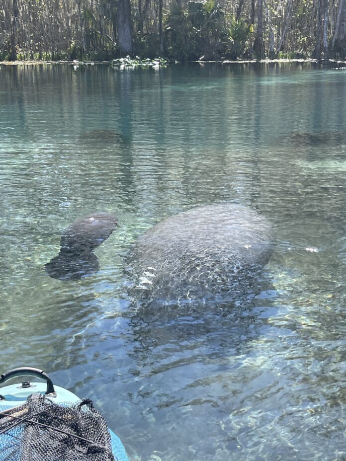 Newborn manatee calf and mother at Silver Springs State Park - Ocala ...