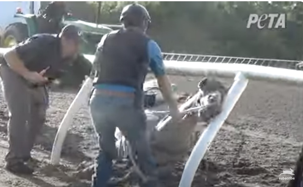 Activist filming horse being euthanized at OBS claims assault, robbery ...