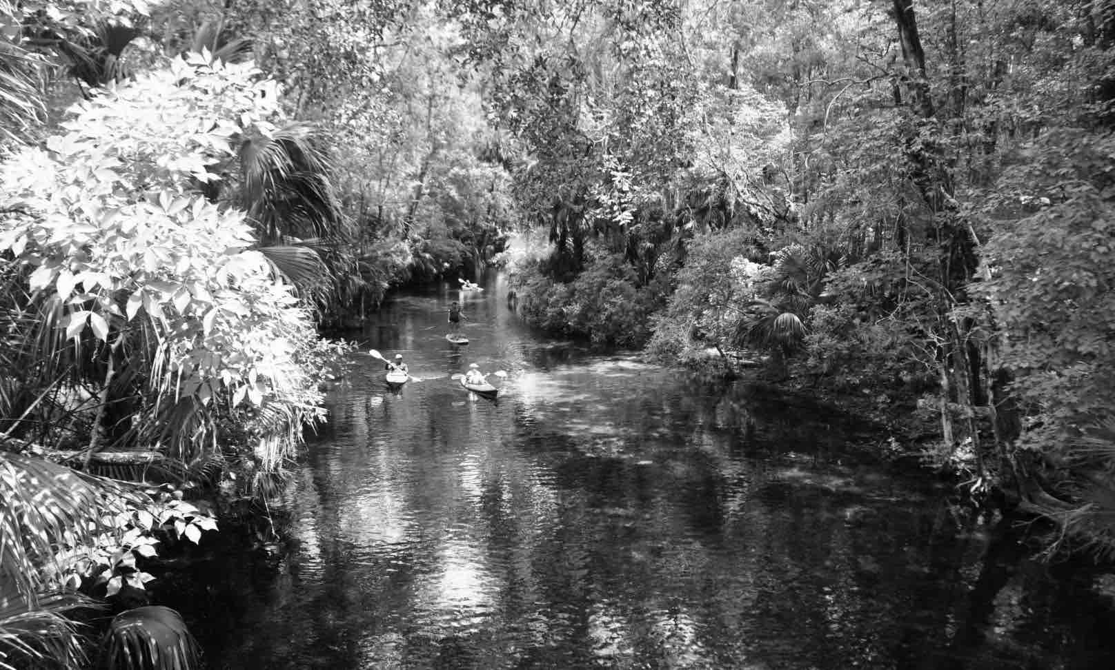 Silver Springs State Park in black and white