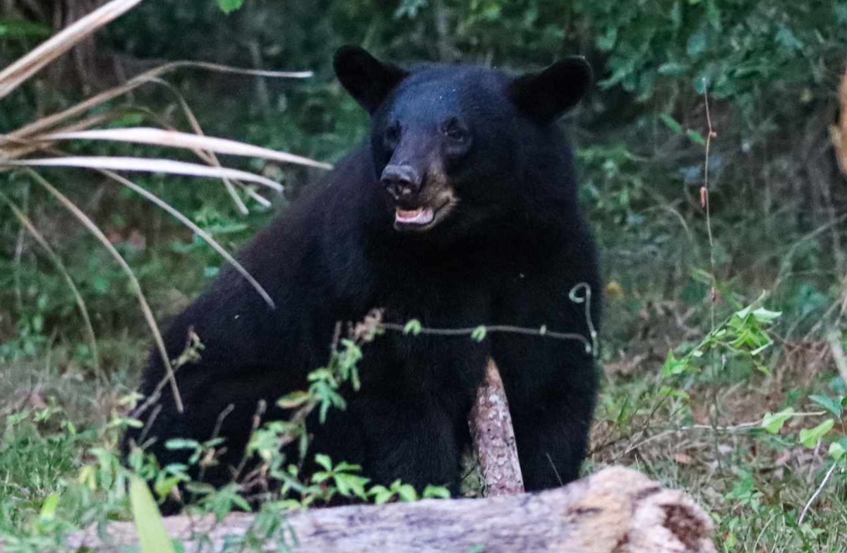 Black bear sighted at Carney Island Recreation & Conservation Area