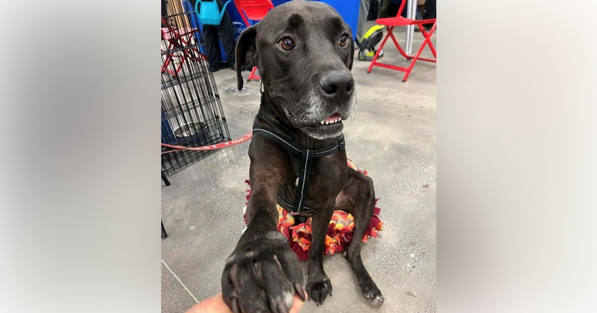 FEATURE IMAGE Dog adopted at 2024 MEGA Adoption Event in Plant City (Photo by Marion County Animal Services)