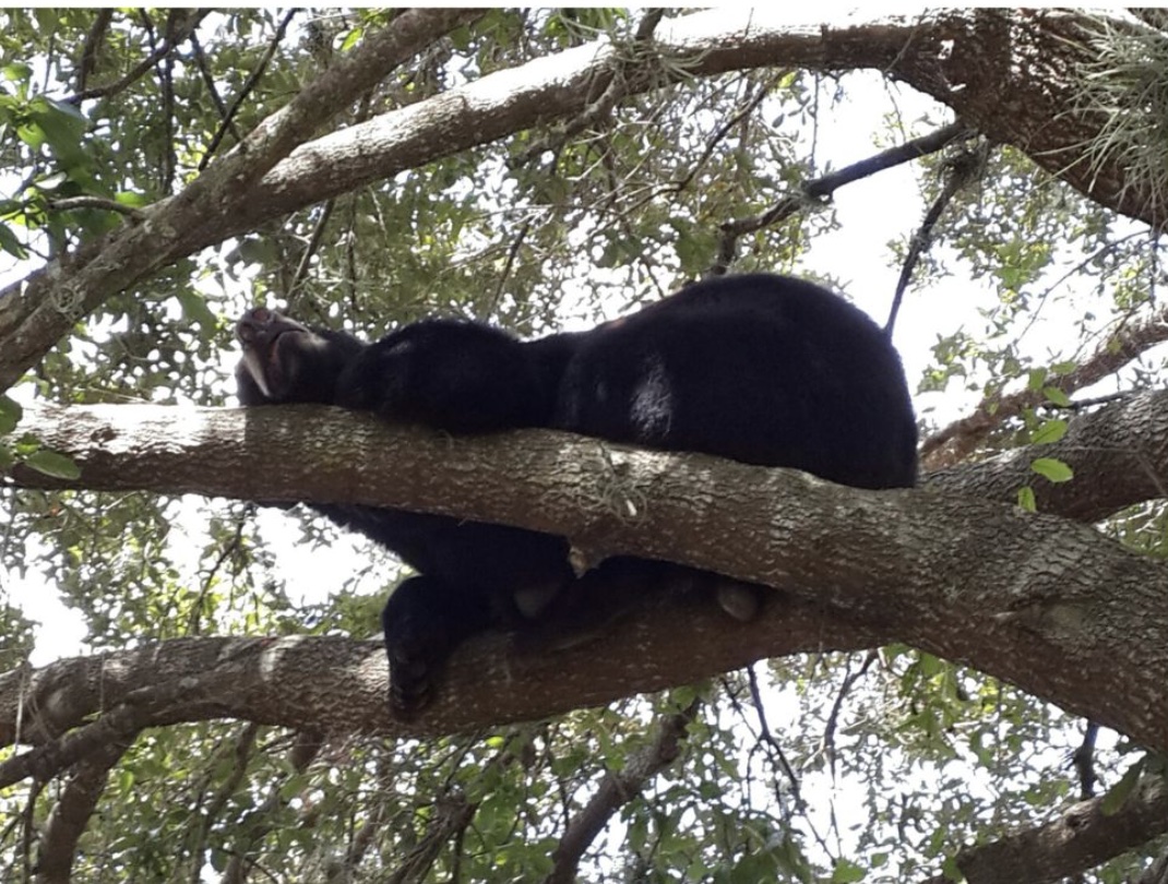 A black bear is on the loose in southeast Ocala, according to Ocala Police Department. (Photo: Florida Fish and Wildlife Conservation Commission)