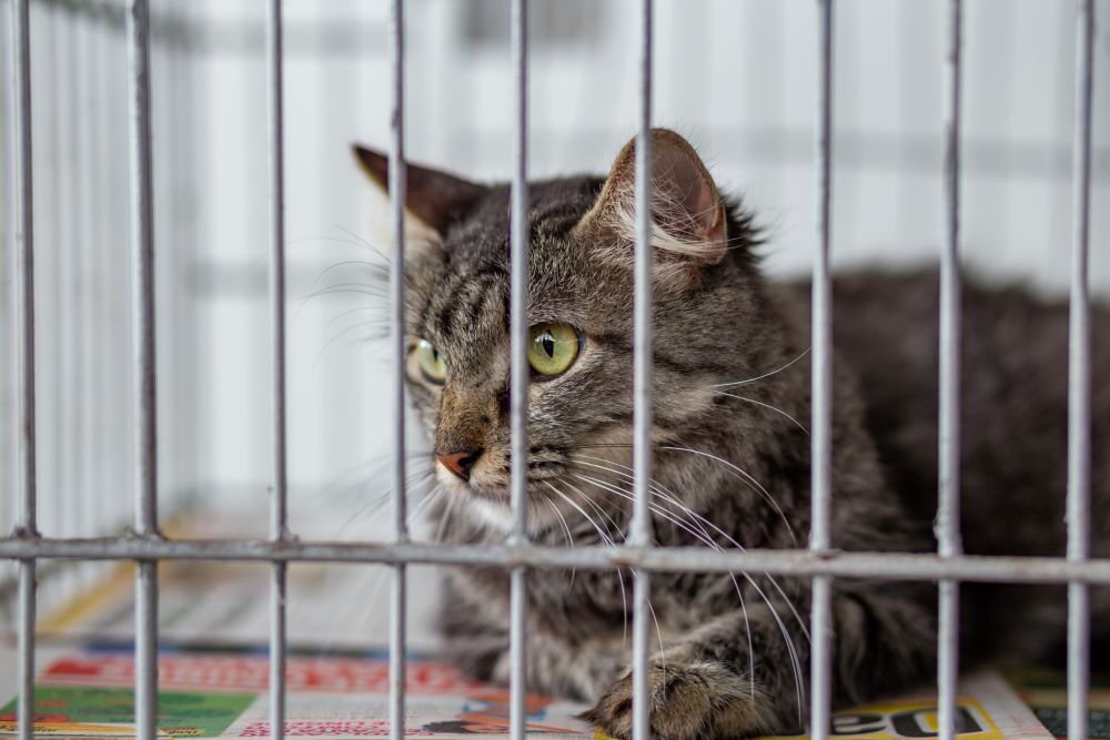 Cat at animal shelter