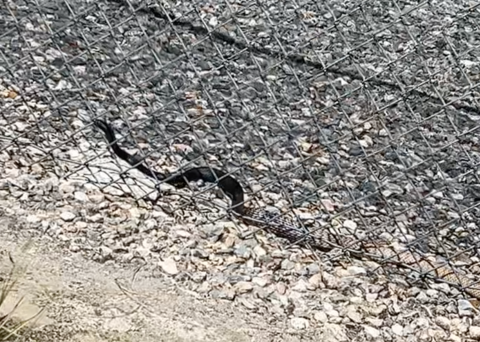 Coachwhip snake on the roadway