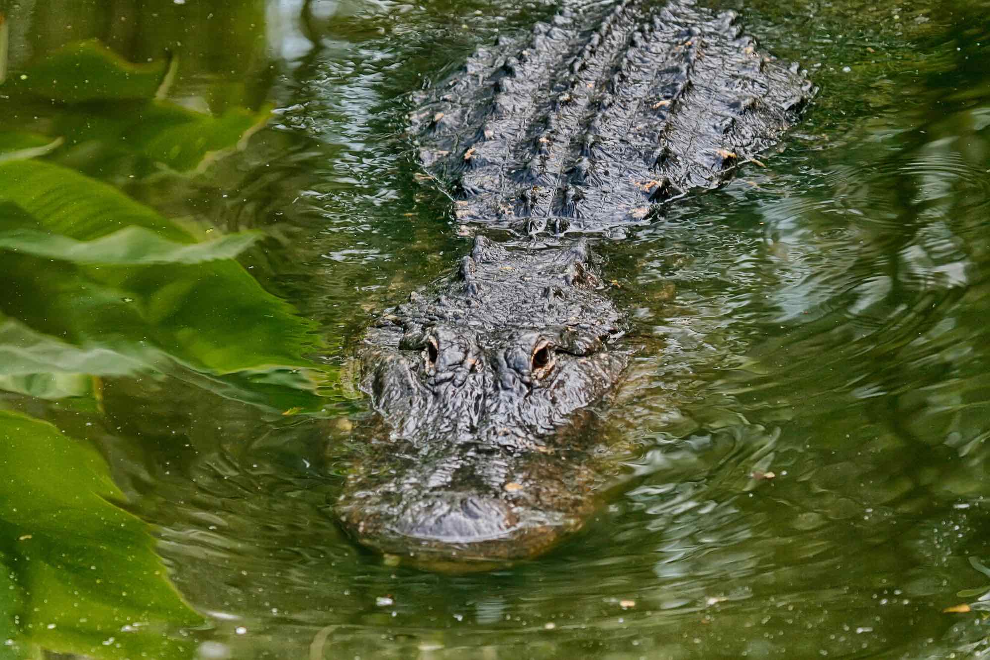 Gator in the waters