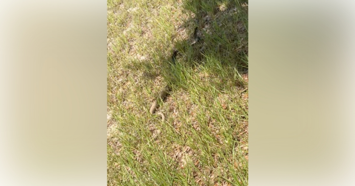 This coachwhip snake was spotted by Christopher Matthews while he was mowing a lawn for Sunshine Lawn Care. (Photo: Christopher Matthews)