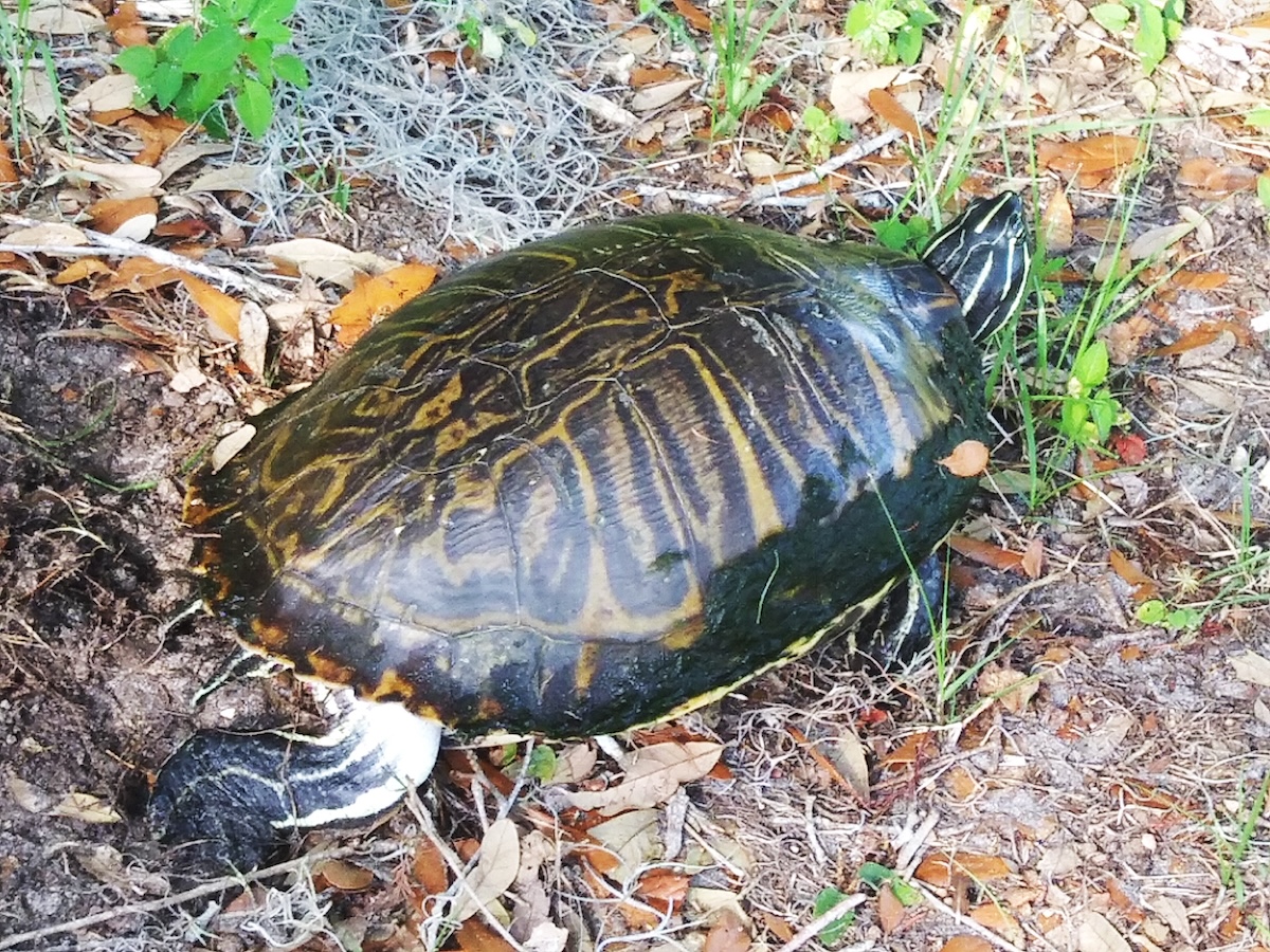 Peninsula cooter turtle next to pond in Inverness - Ocala-News.com