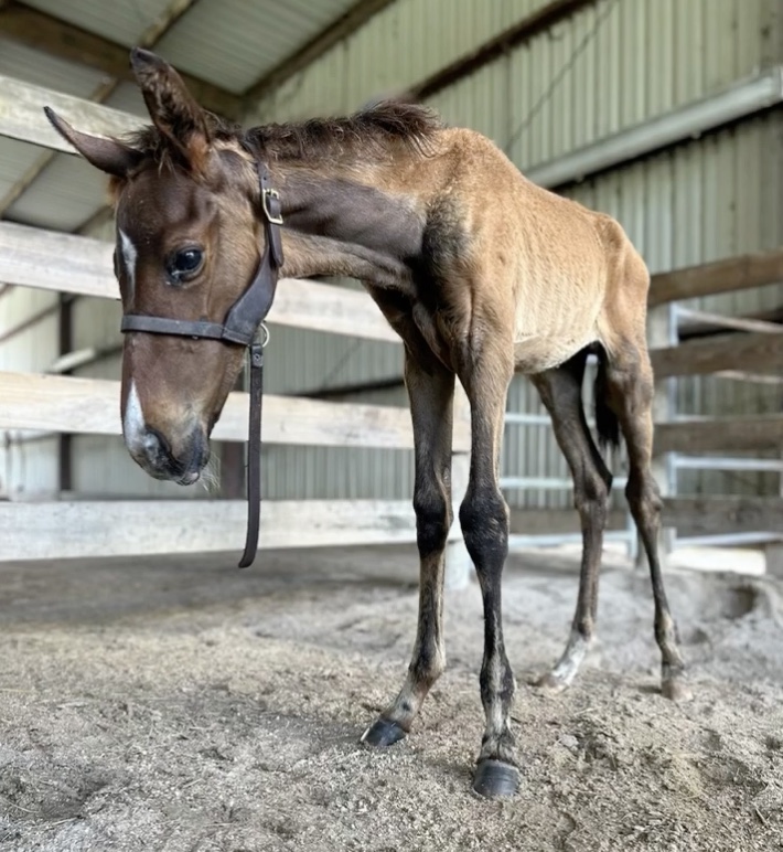 This 3-month-old colt was seized from a farm in Williston. (Photo: Levy County Sheriff's Office)