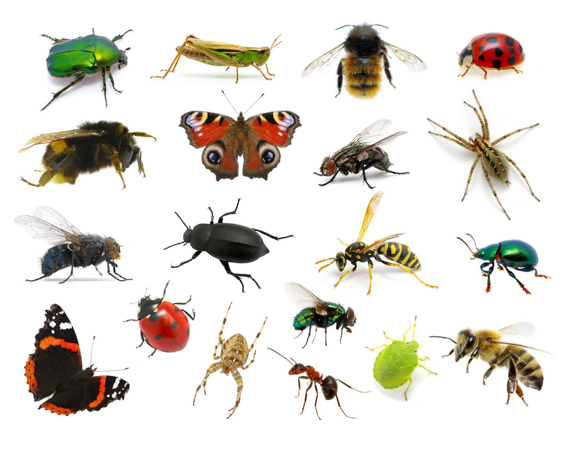 Arthropod and insects