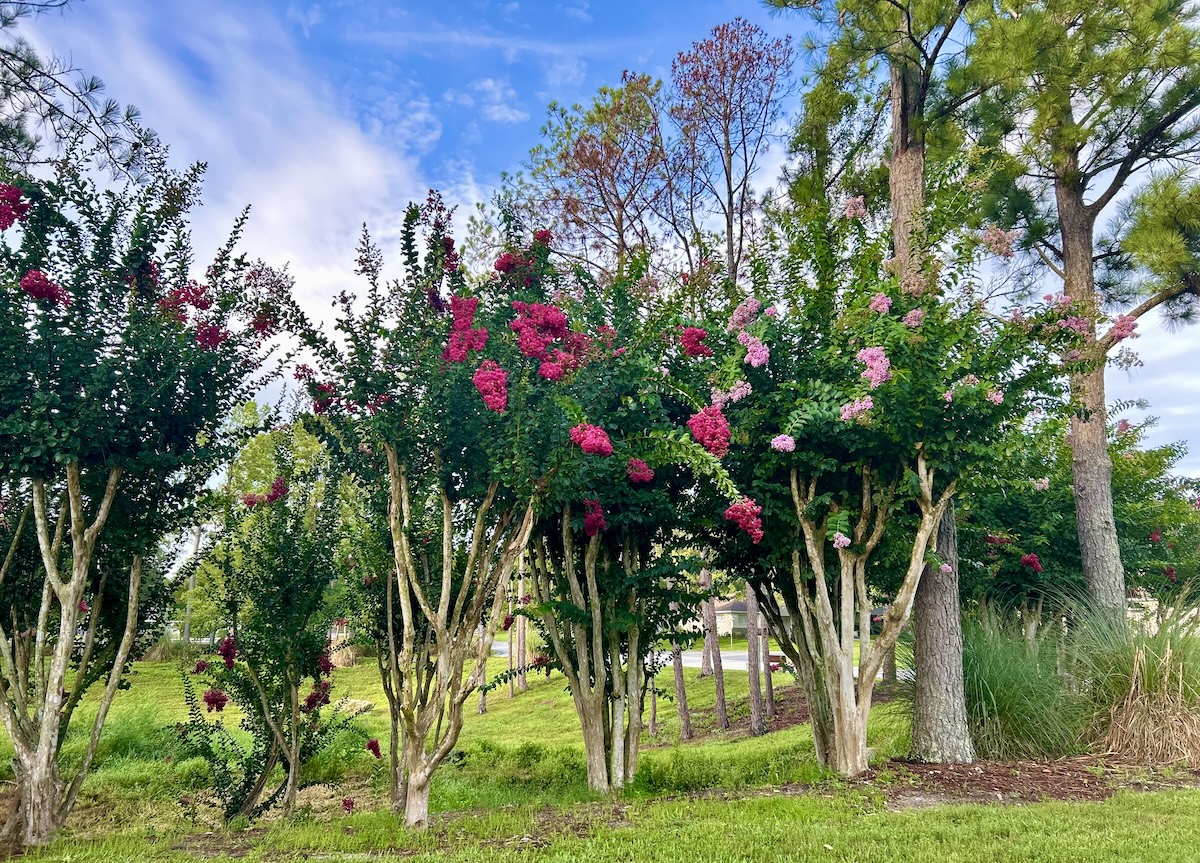 Beautiful crape myrtles blooming at On Top of the World