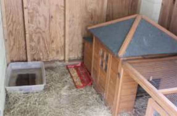 The roosters have a coop with bedding and food. (Photo: Marion County)