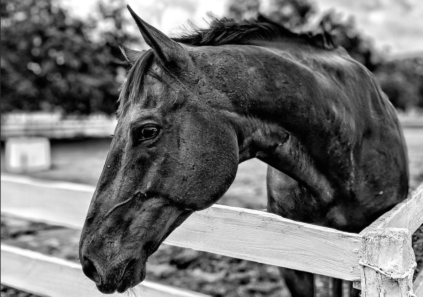 A horse in a paddock in Ocala