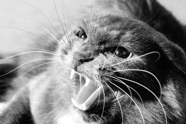 Photo of aggressive cat rabies feature image