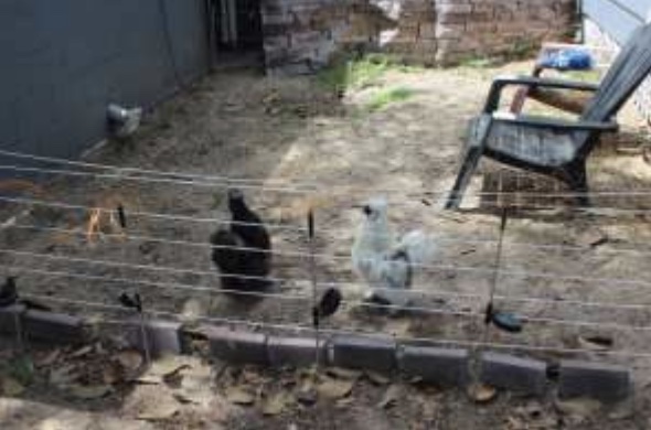 A Silver Springs resident will be able to keep emotional support roosters on her property. (Photo: Marion County)