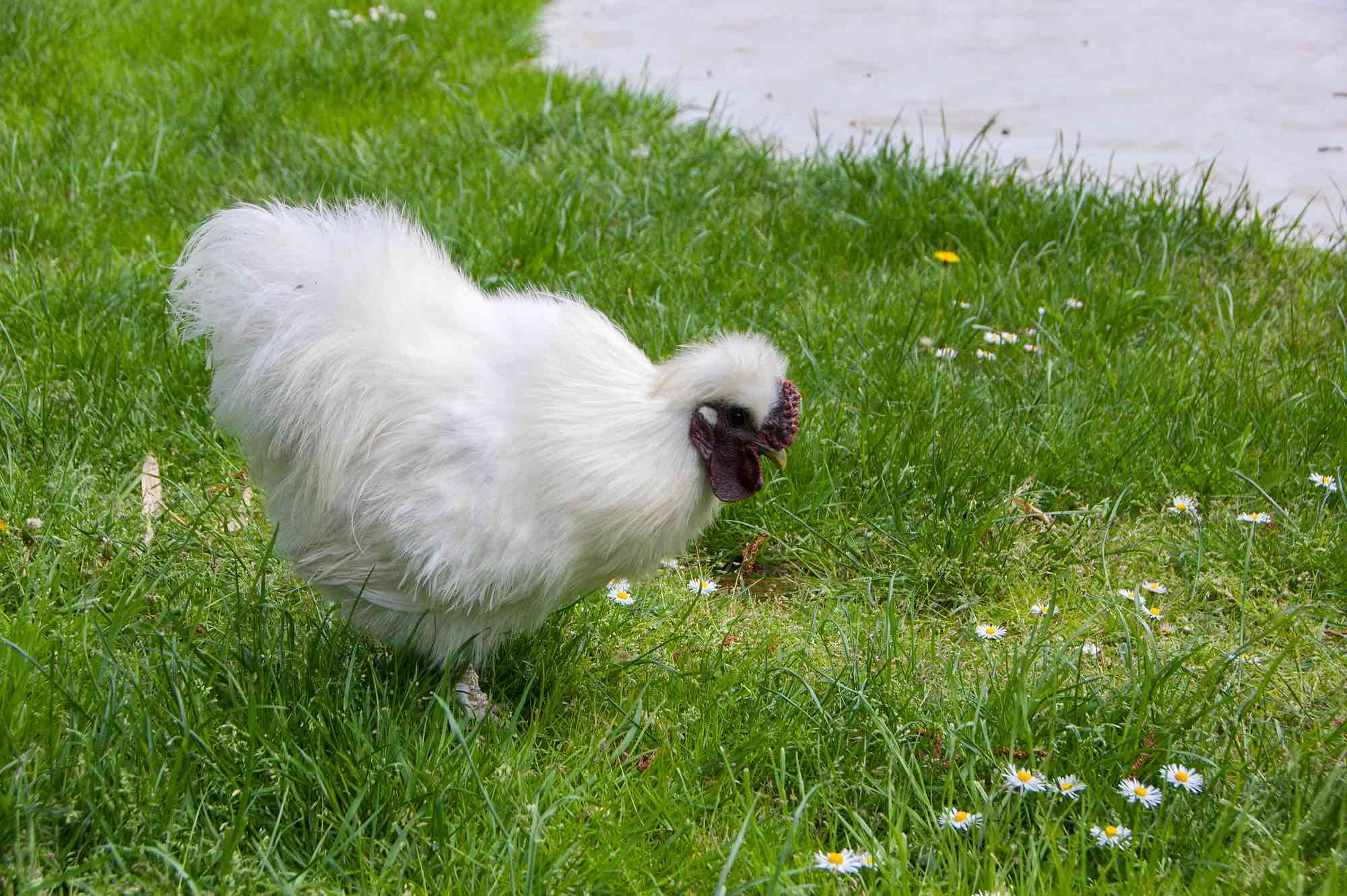 The silkie rooster