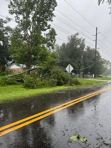 Tree downed on power lines near Dr. N.H. Jones Elementary School in Ocala. (Photo: Ocala Electric Utility)