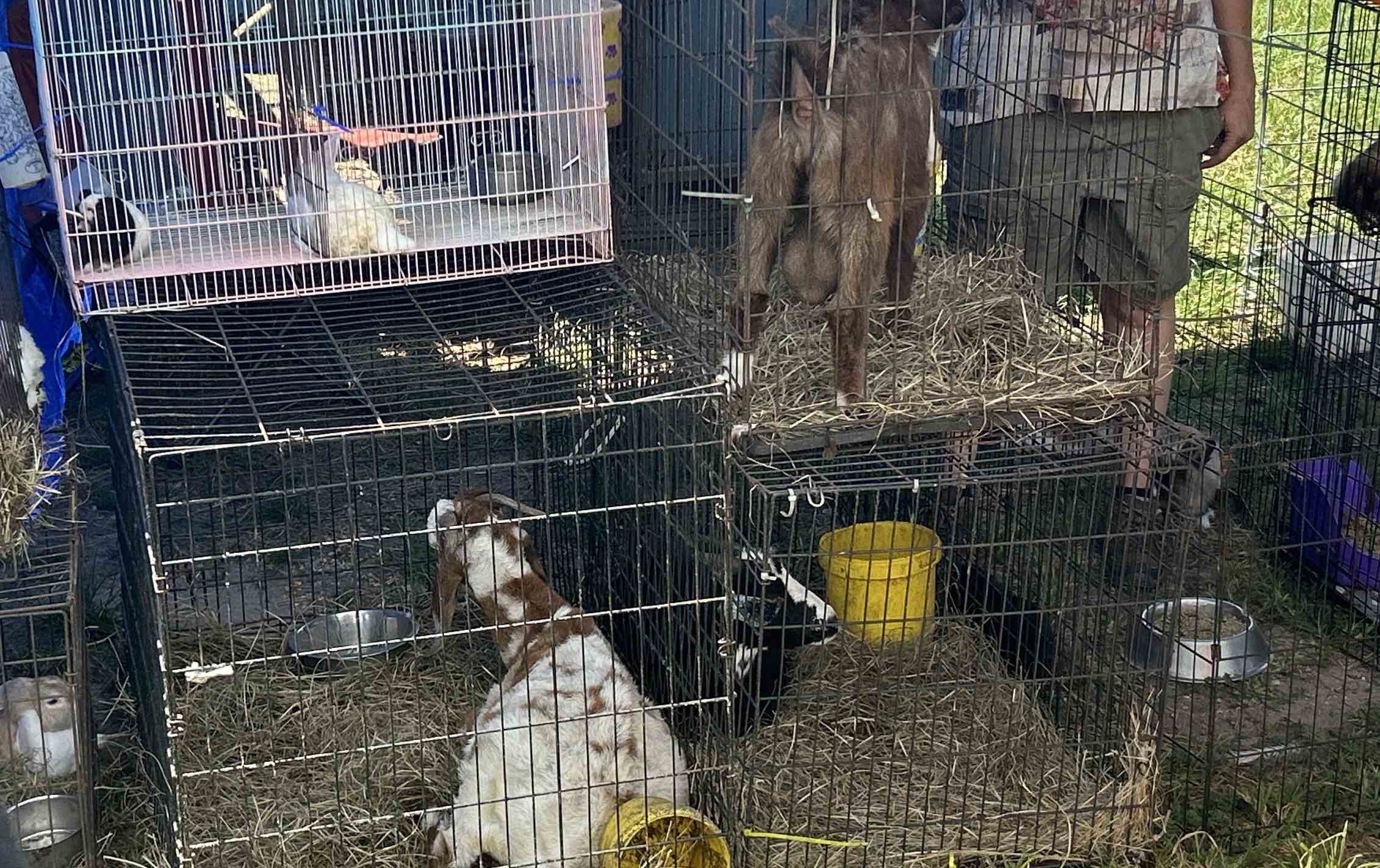 Goats were also among the animals being sold outside of the Rural King in Ocala on August 24, 2024. (Photo: City of Ocala)