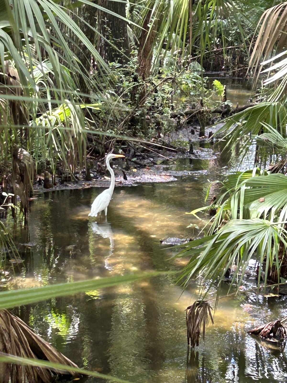 Great egret along the Withlacoochee River in Dunnellon