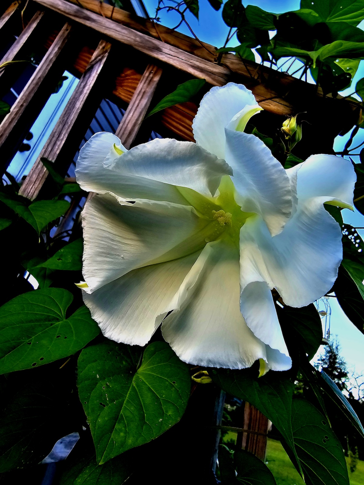 Moonflower in bloom in Dunnellon