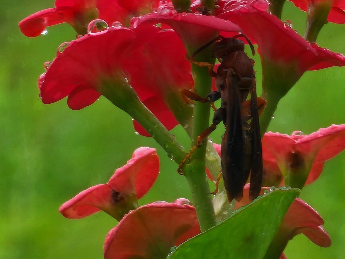 Wasp staying dry in Silver Springs Shores