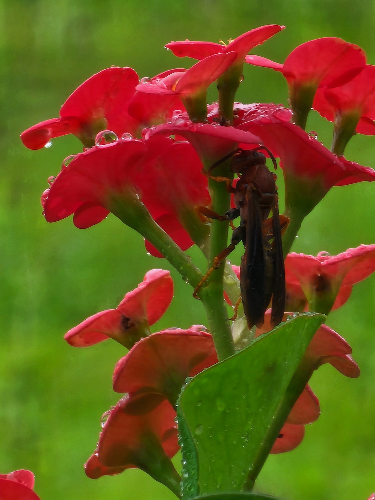 Wasp staying dry in Silver Springs Shores