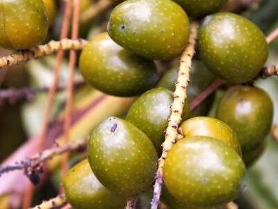 Man arrested for illegally harvesting saw palmetto berries in Marion County