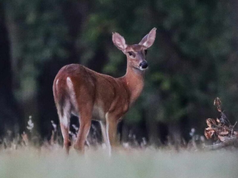 Beautiful white-tailed deer at Carney Island Recreation & Conservation Area in Ocklawaha