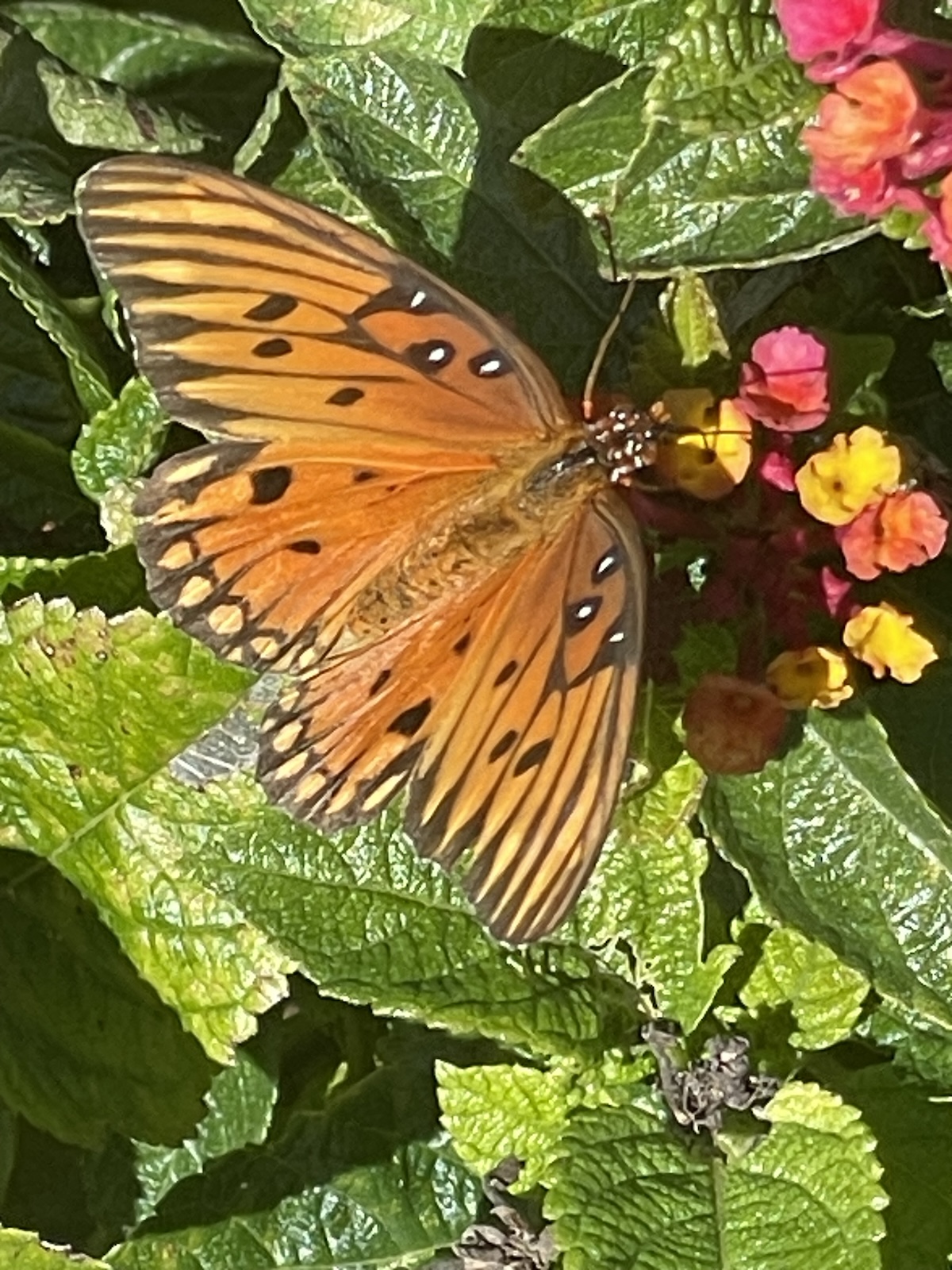 Gulf fritillary butterfly in NW Ocala