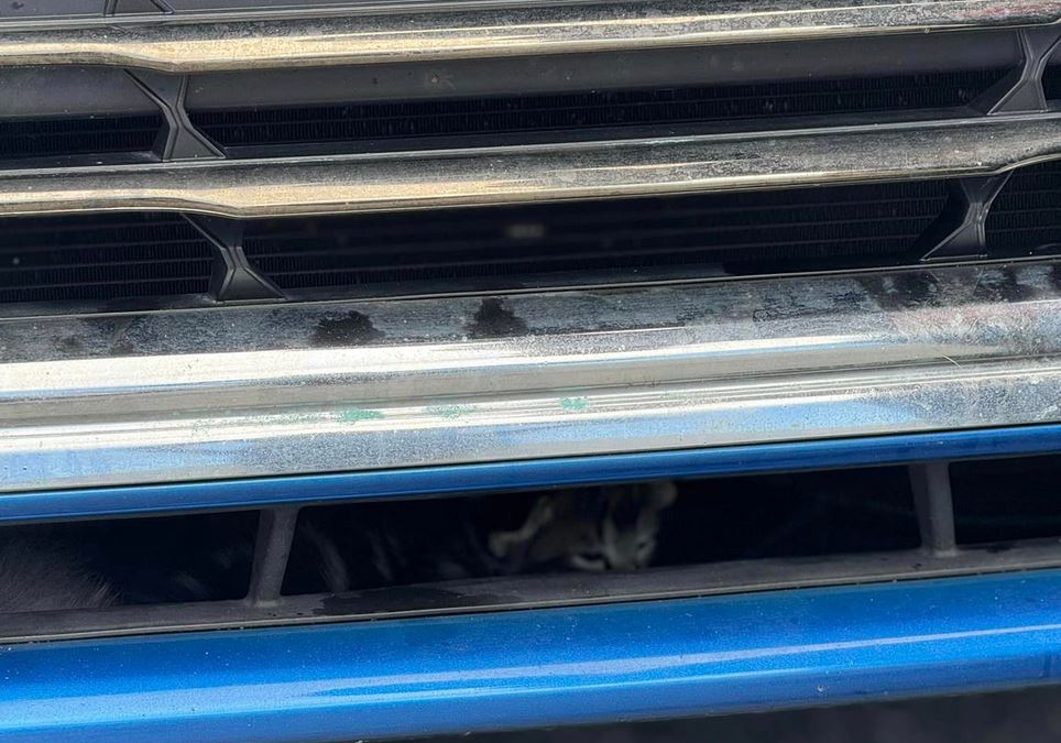 One of the kittens that was trapped in a car in Marion County on October 3, 2024 (Photo: Marion County Fire Rescue)