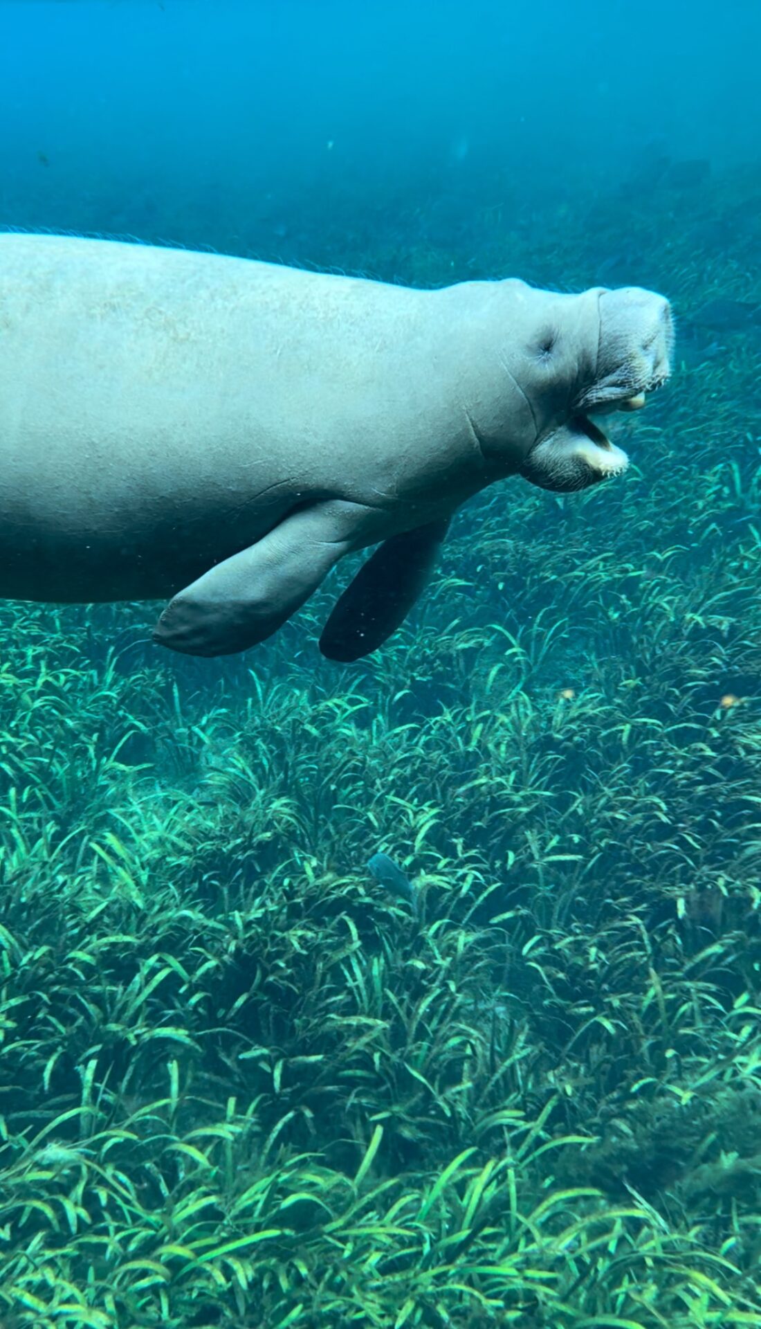 Manatee swimming underwater at Silver Springs State Park