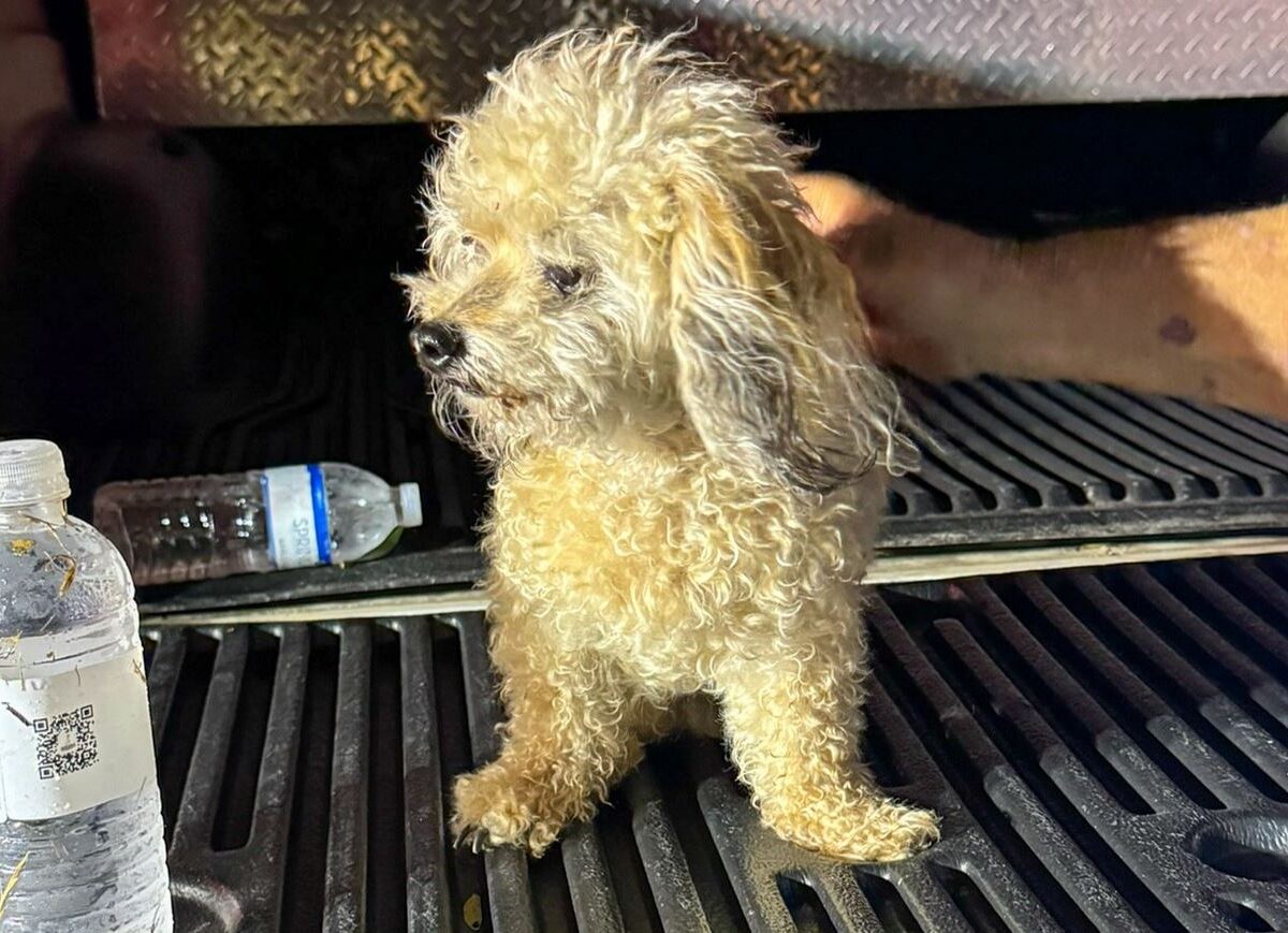 One of the dogs rescued by firefighters on October 19, 2024, following a house fire in Ocala. (Photo: Marion County Fire Rescue)