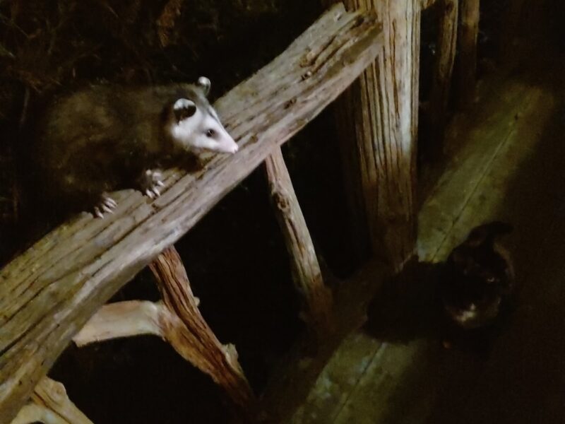 Opossum visiting home in Fort McCoy