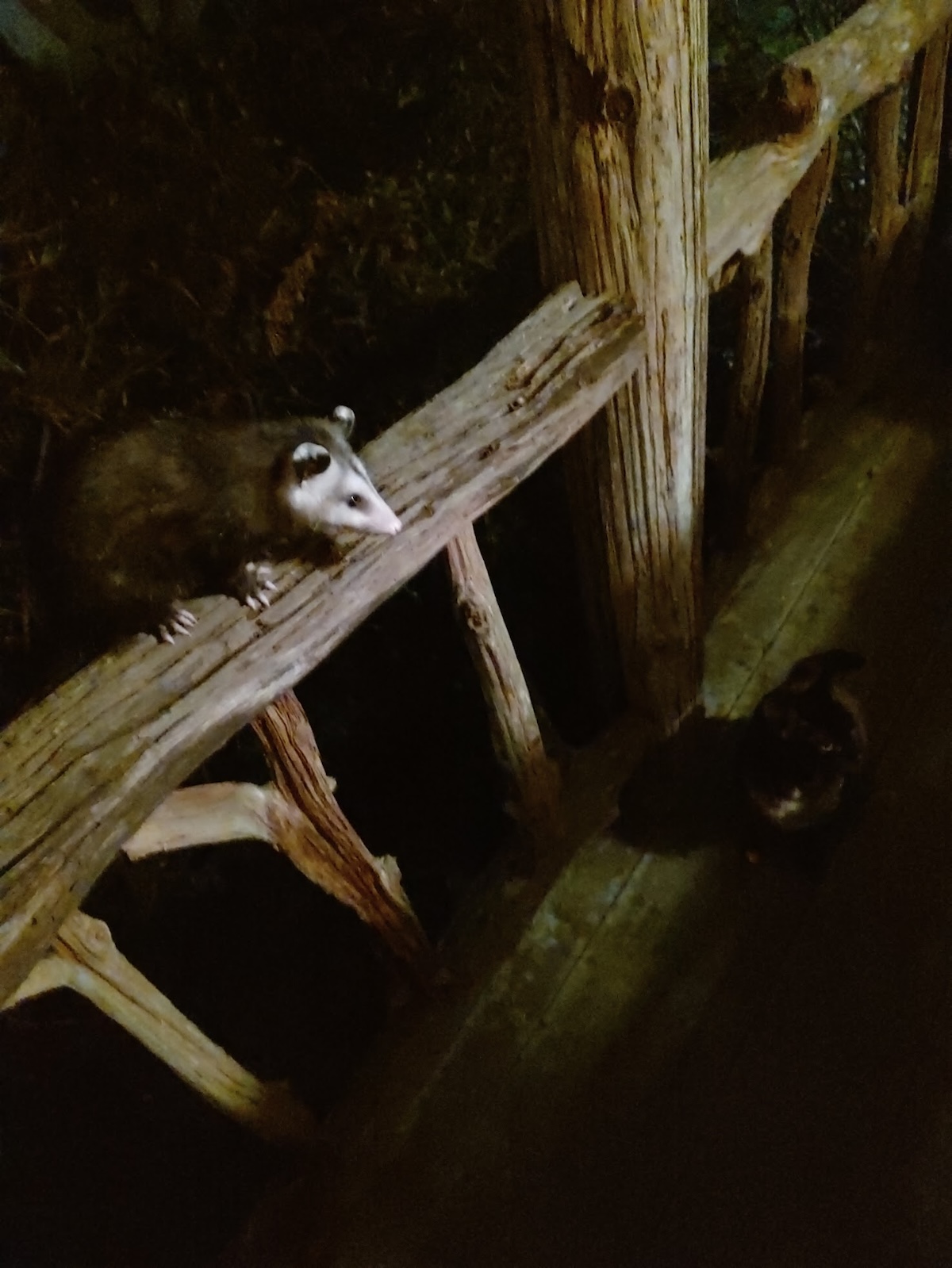 Opossum visiting home in Fort McCoy