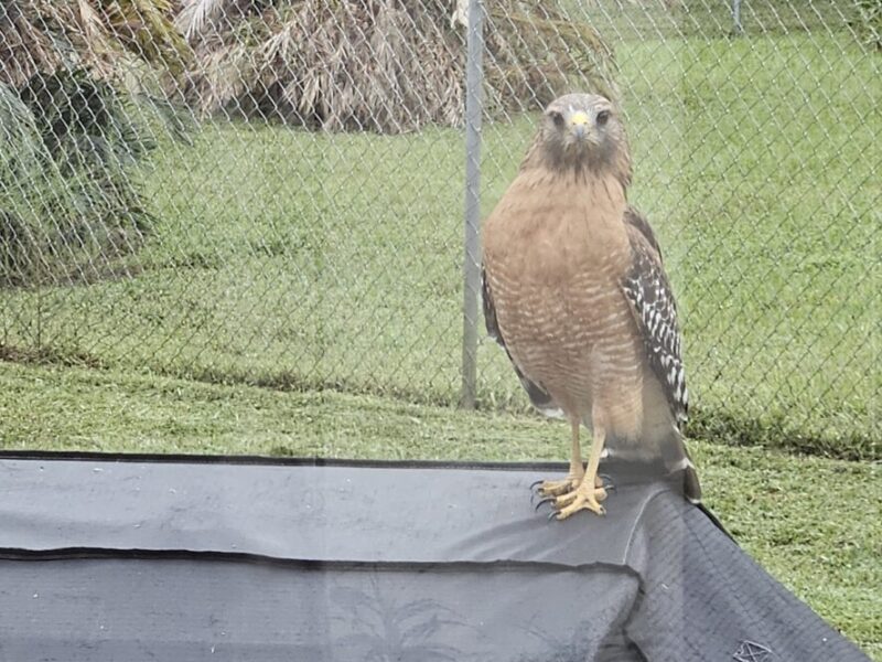 Red-shouldered hawk visiting home in Belleview