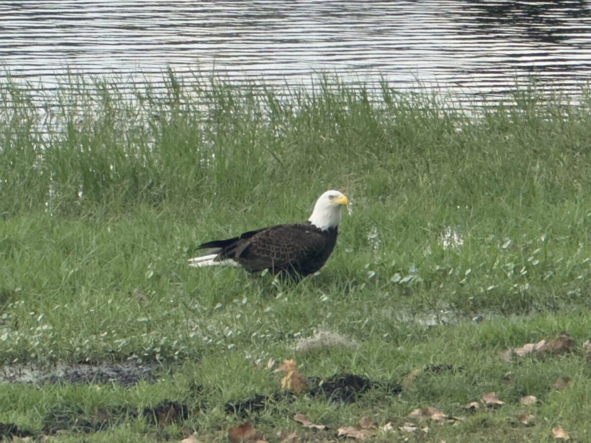 Bald eagle by lake in SummerGlen