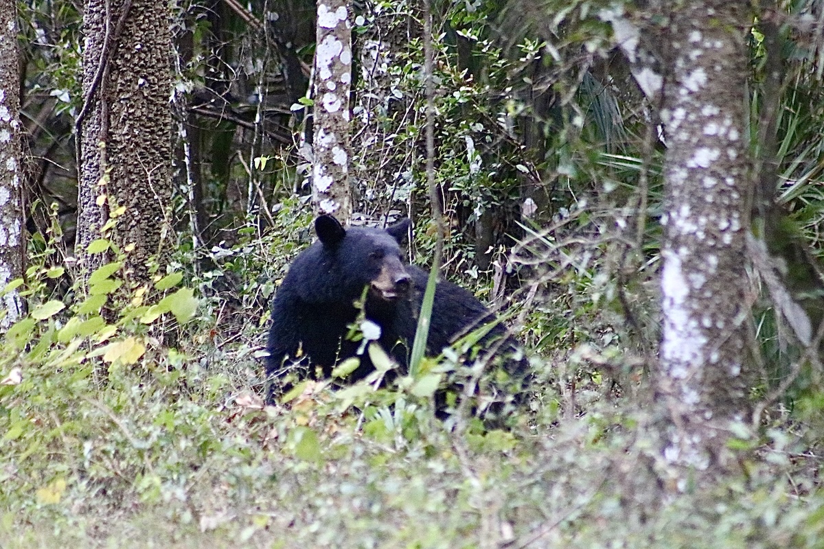 Black bear roaming the Ocklawaha Prairie Restoration Area