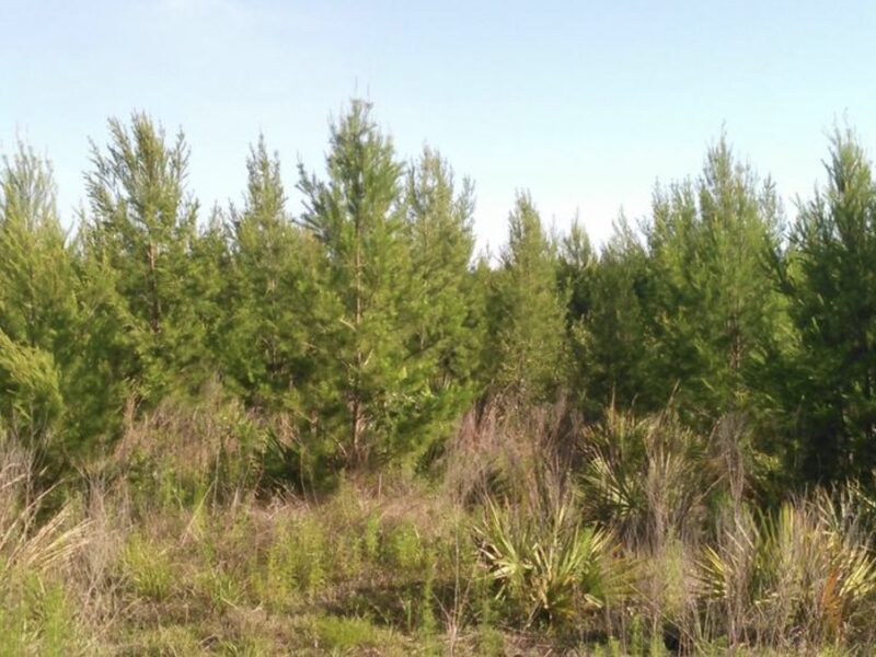 Christmas trees at Ocala National Forest available for $10