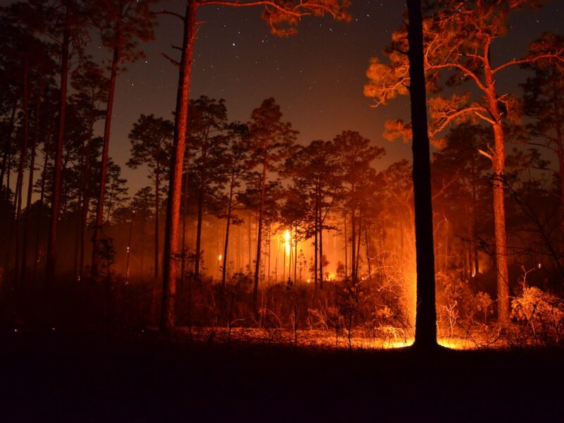 Control burn at the Ocala National Forest