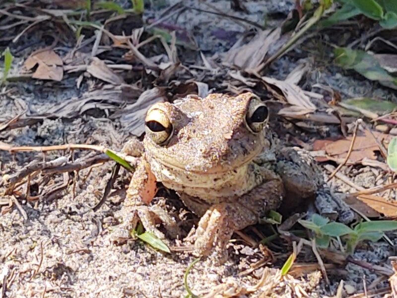 Cuban tree frog smiles for the camera at the Ocala National Forest