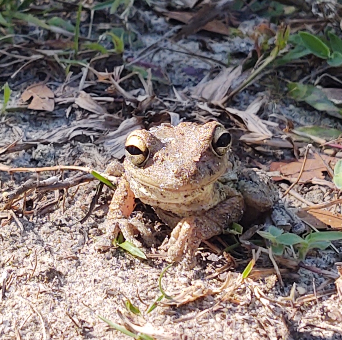 Cuban tree frog smiles for the camera at the Ocala National Forest