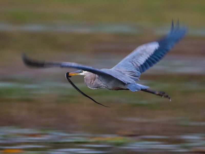 Great blue heron catches a snake over Lake Amethyst