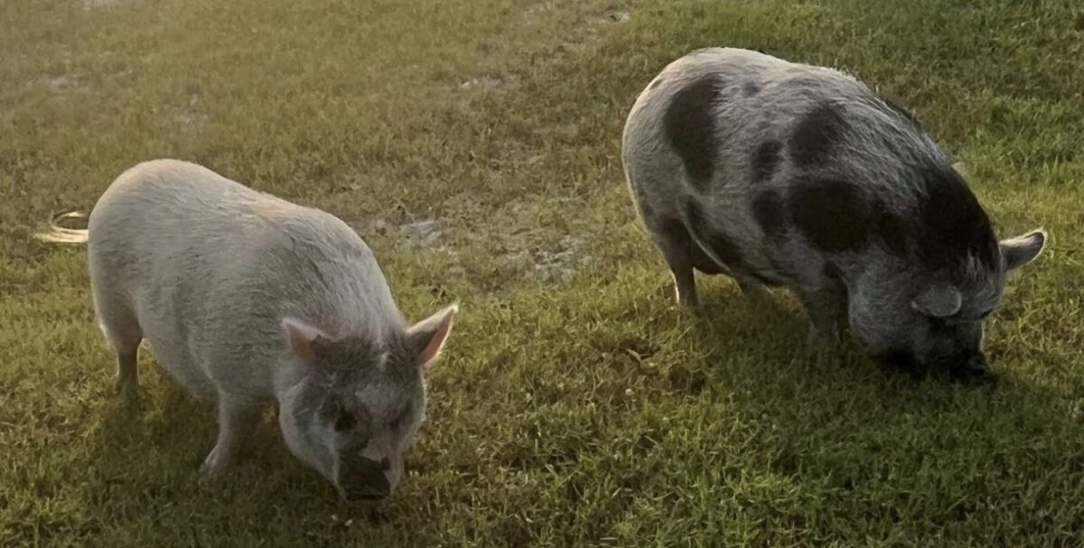 A local resident will seek approval from Marion County commissioners to keep two pot-bellied pigs on her property in Salt Springs.