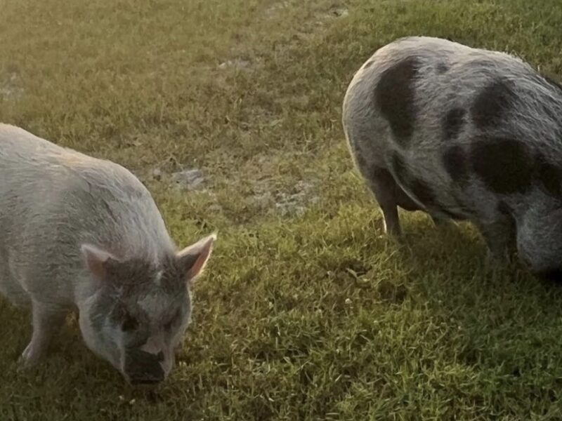 Marion homeowner hoping to keep pot-bellied pigs as emotional support animals