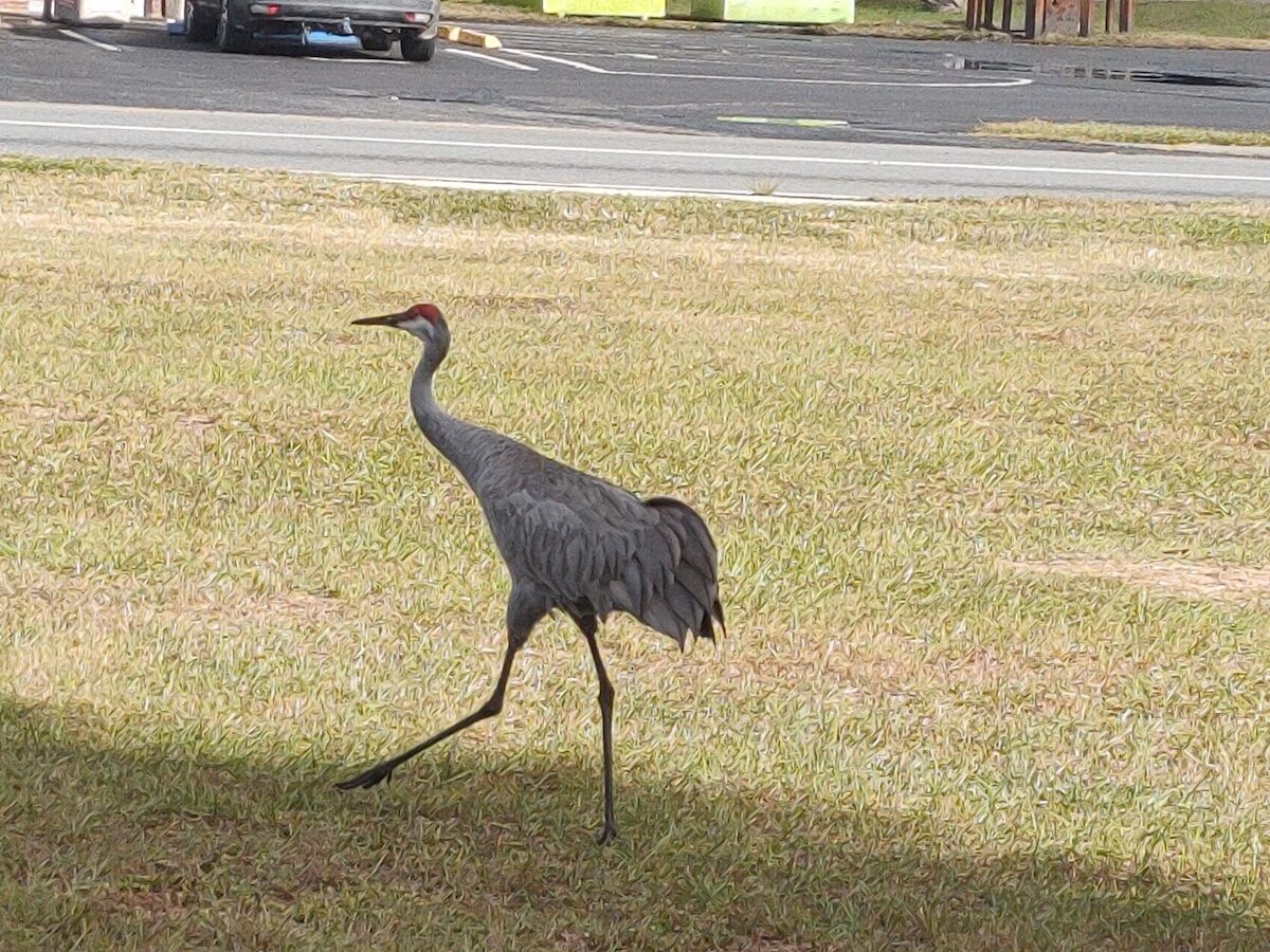 Sandhill crane spotted in Fort McCoy