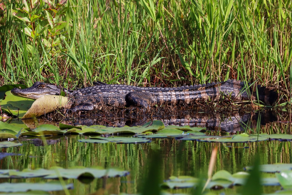 Small alligator spotted at Lake Amethyst