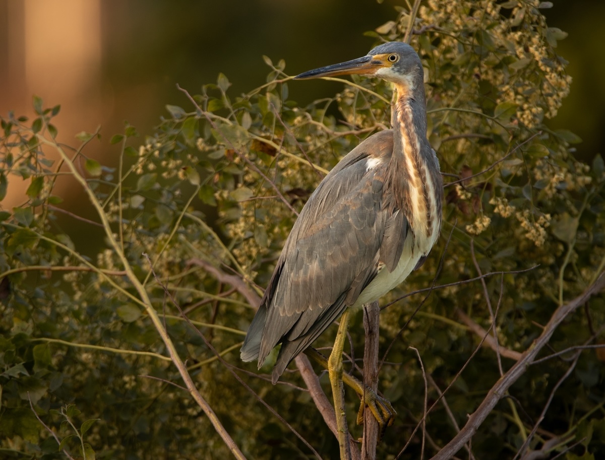 Tri-colored heron at Ocala Wetland Recharge Park