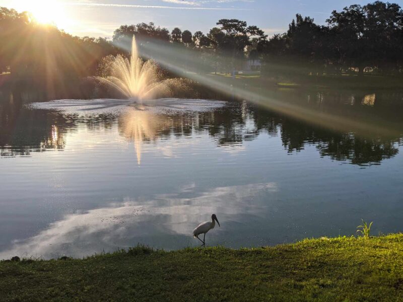 A wood stork walking around Tuscawilla Park in Ocala