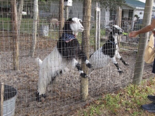 Homeowner seeking permission to keep 3 goats on south Marion property