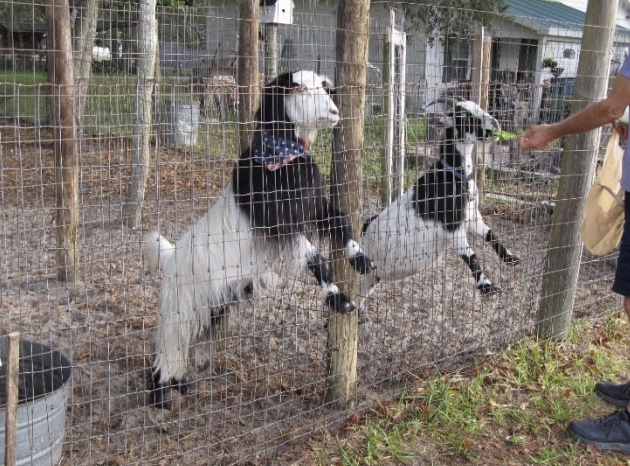 A homeowner is hoping to keep goats at his property in Marion County through a special permit.